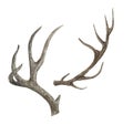 Antlers of a large forest deer isolated on white .Watercolor illustration. Royalty Free Stock Photo